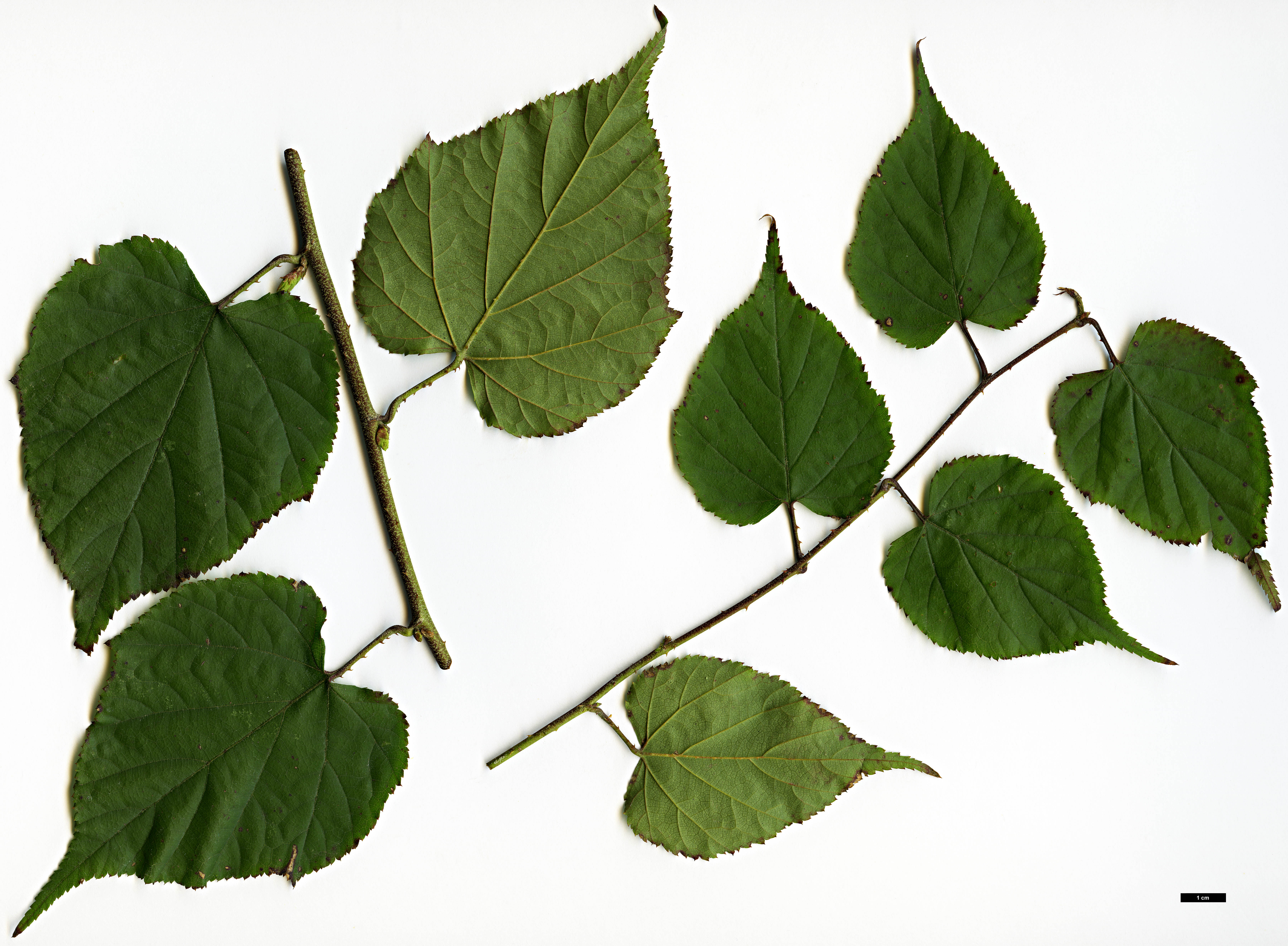 High resolution image: Family: Rosaceae - Genus: Rubus - Taxon: lambertianus - SpeciesSub: var. morii